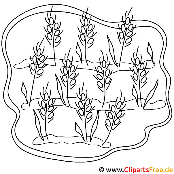 Weizen Bild zum Ausmalen, Malvorlage Weizen Bild zum Ausmalen, Malvorlage