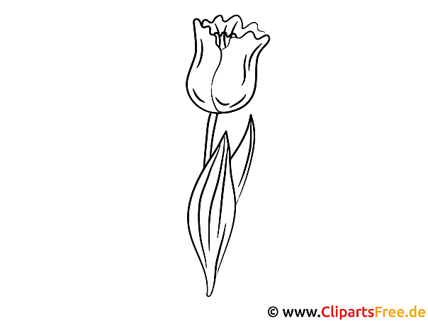 Tulpe Ausmalbild gratis Tulpe Ausmalbild gratis