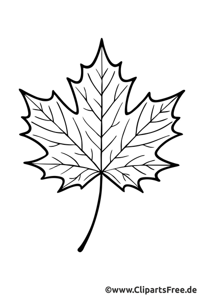 Ahornblatt Malvorlage herunterladen als PDF