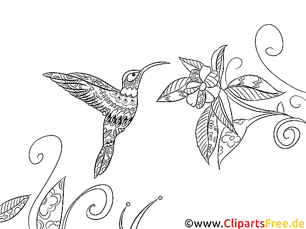 Ausmalbild für Erwachsene Vogel, Fauna