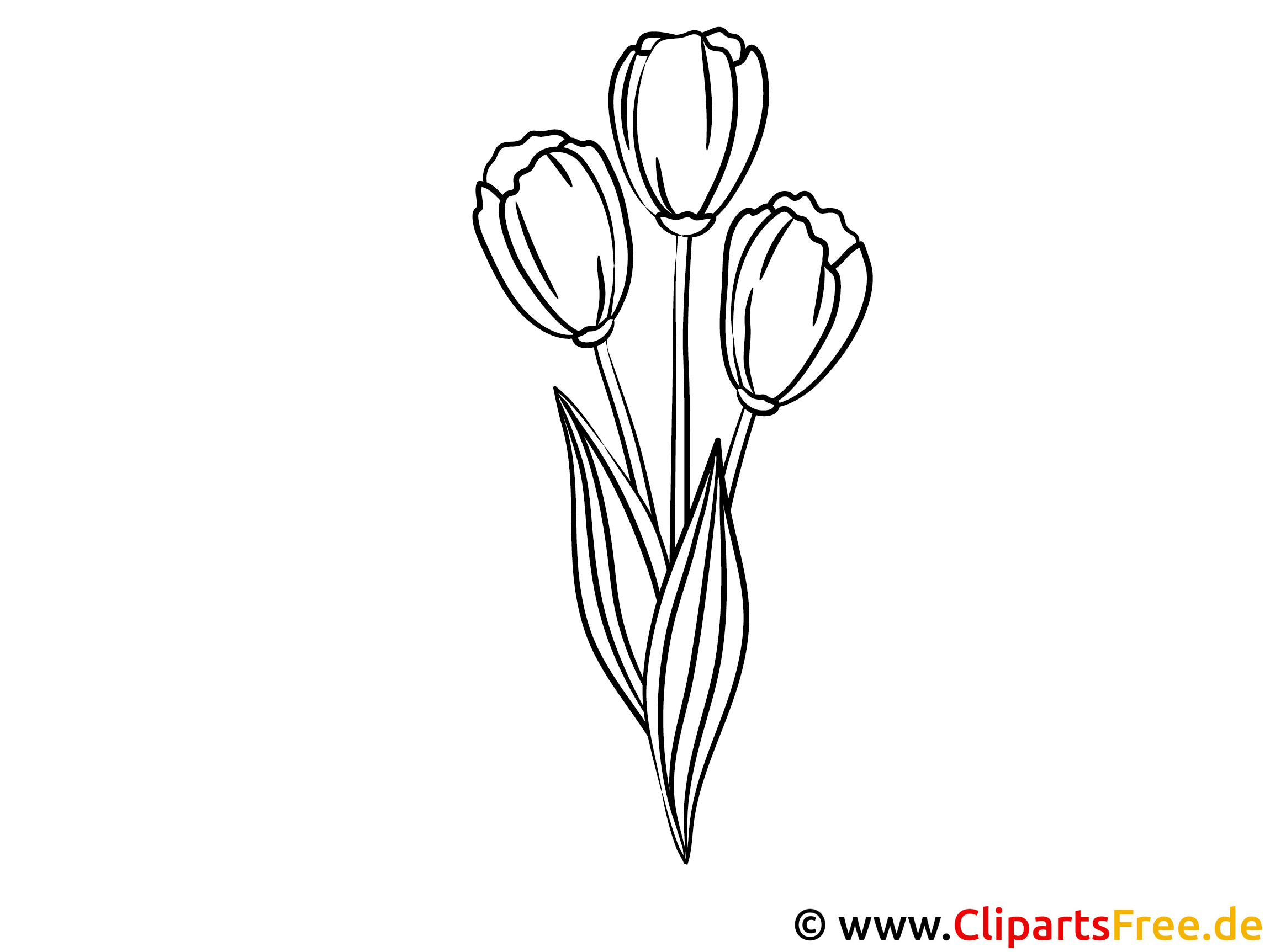 tulpen malvorlage