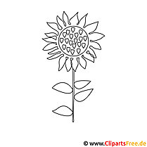 Sunflower coloring page for free