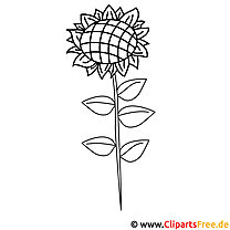 Sunflower picture for coloring, coloring page