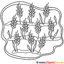 Wheat picture for coloring, coloring page