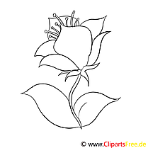 Cornflower coloring page for free