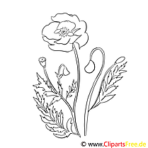 Poppy flower coloring page