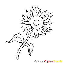 Sunflower coloring page for free