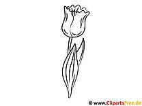Tulpe Ausmalbild gratis