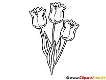 Tulpen Ausmalbilder
