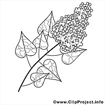 Coloring page spring flowers - lilac