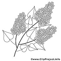 Lilac Bush Coloring Page - Spring Coloring Pages