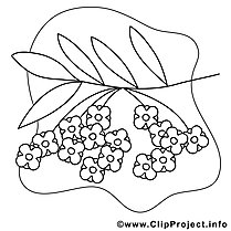 Cherry picture for coloring, coloring page