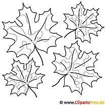 Maple leaf coloring page for free