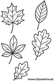 Herbstlaub Malvorlage herunterladen als PDF