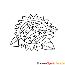 Malvorlage Sonnenblume