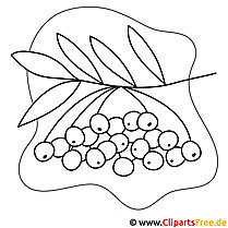Wild cherry picture - autumn coloring pages for free
